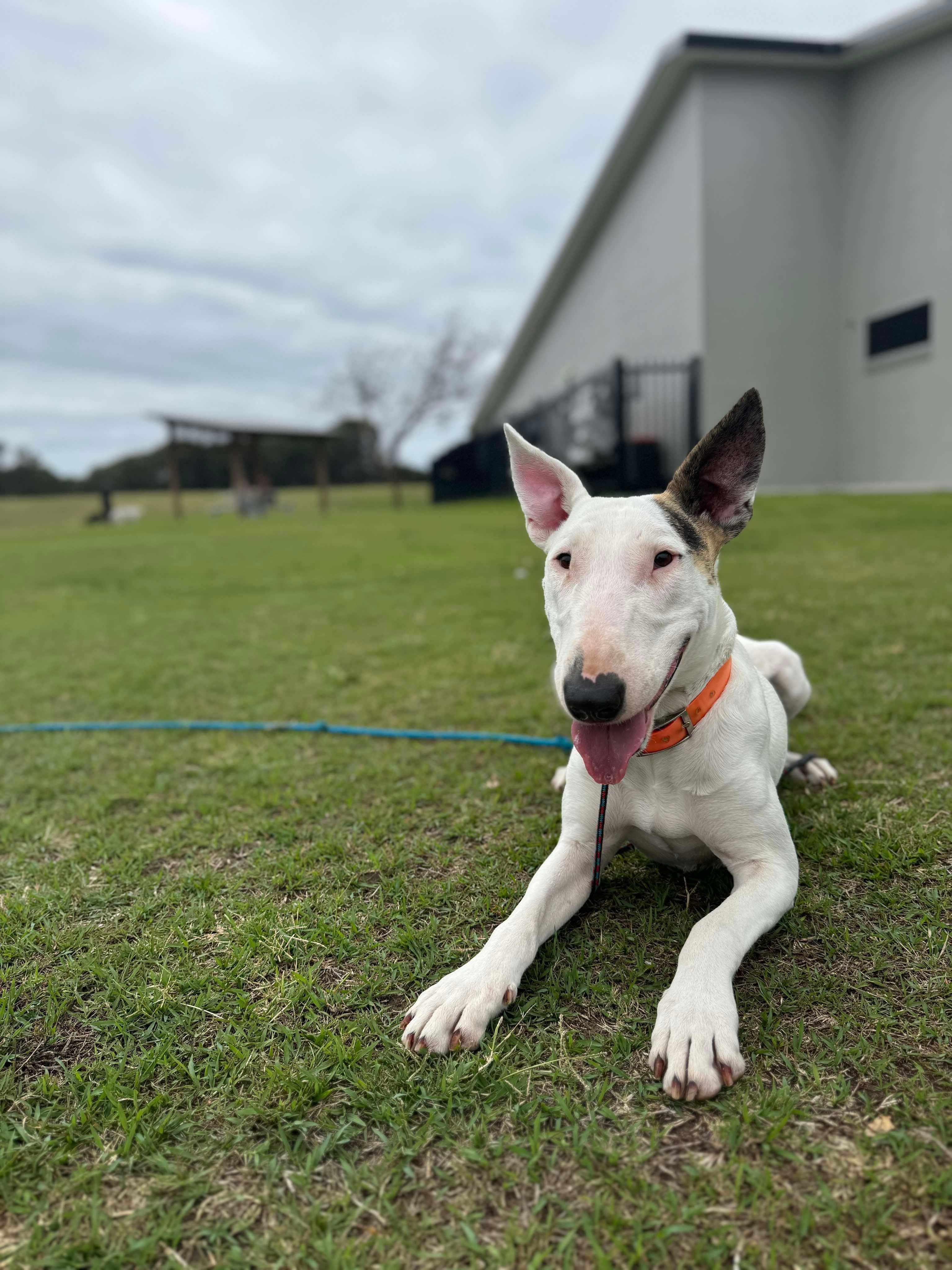 white bull terrier with one brown ear holding an amazing downstay