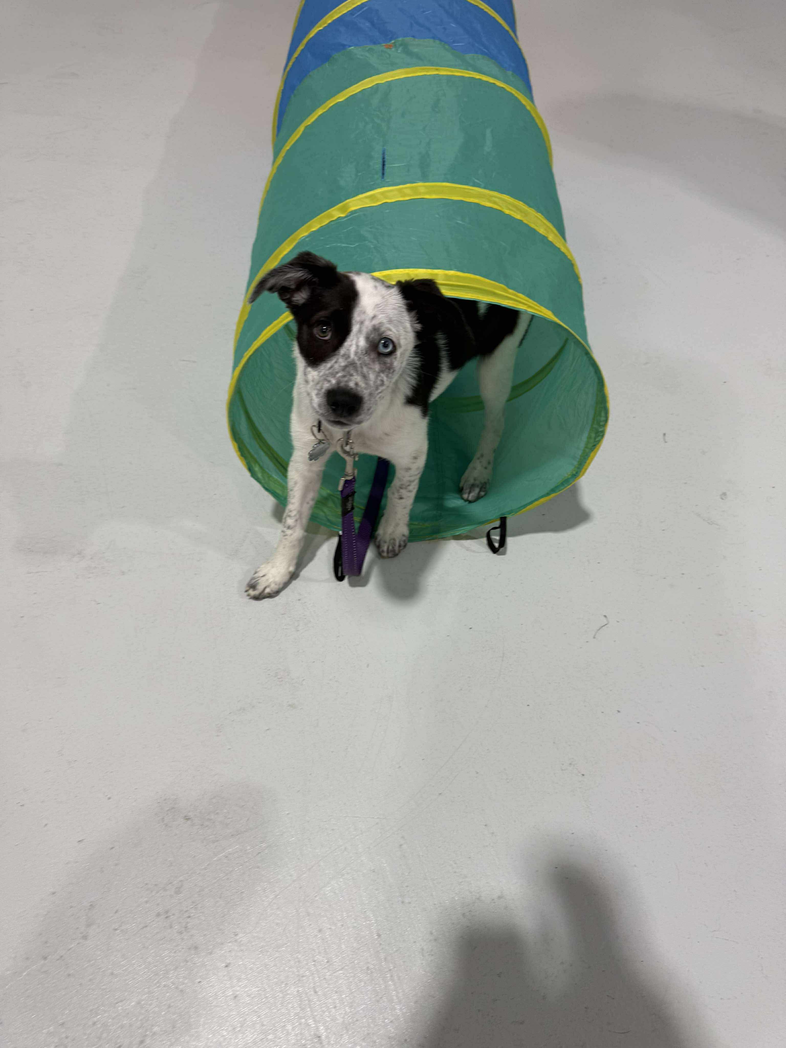 Puppy School