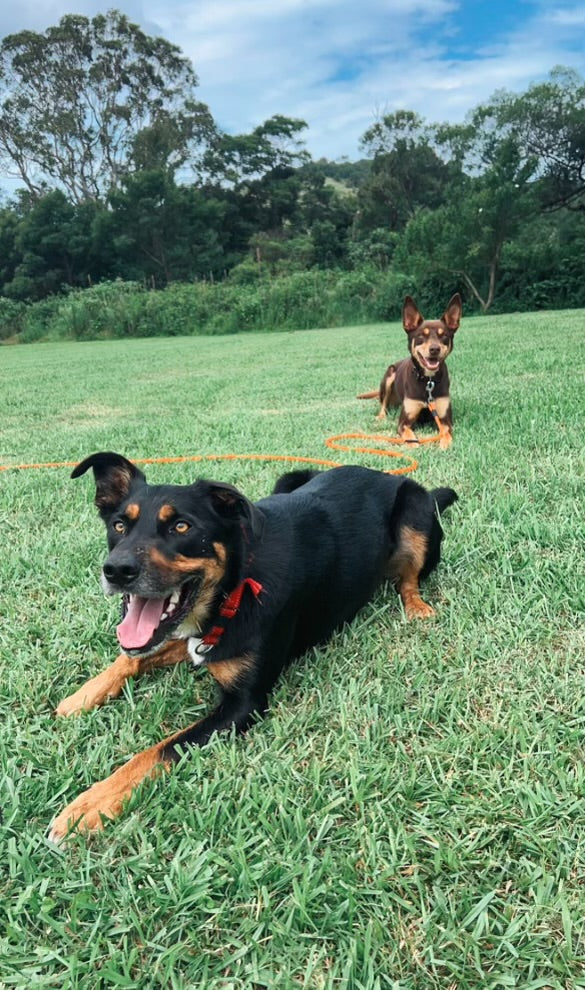 Two dogs relaxing together on the grass