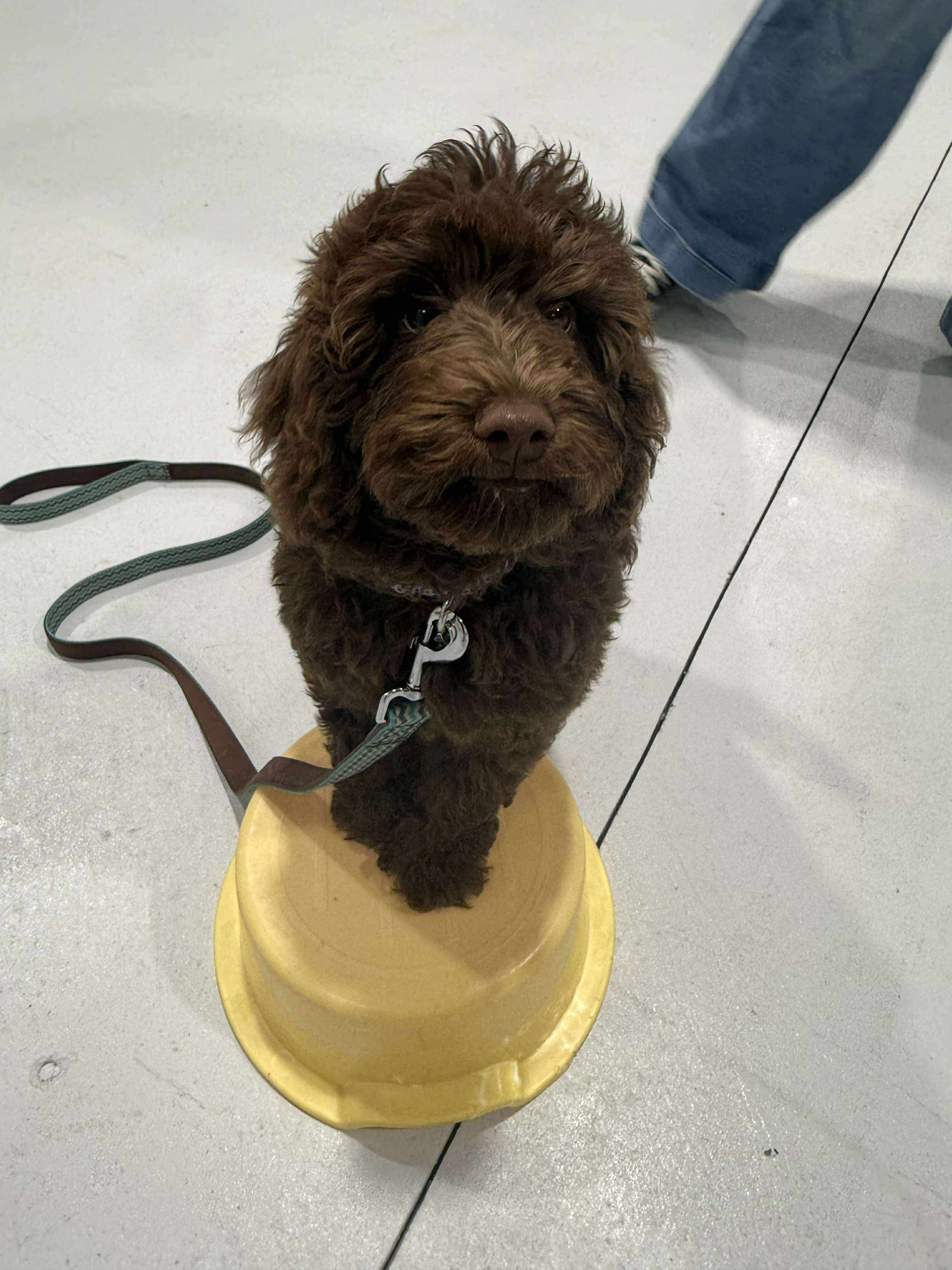 Puppy School