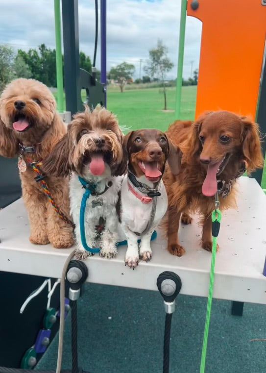 Never train your dog alone again