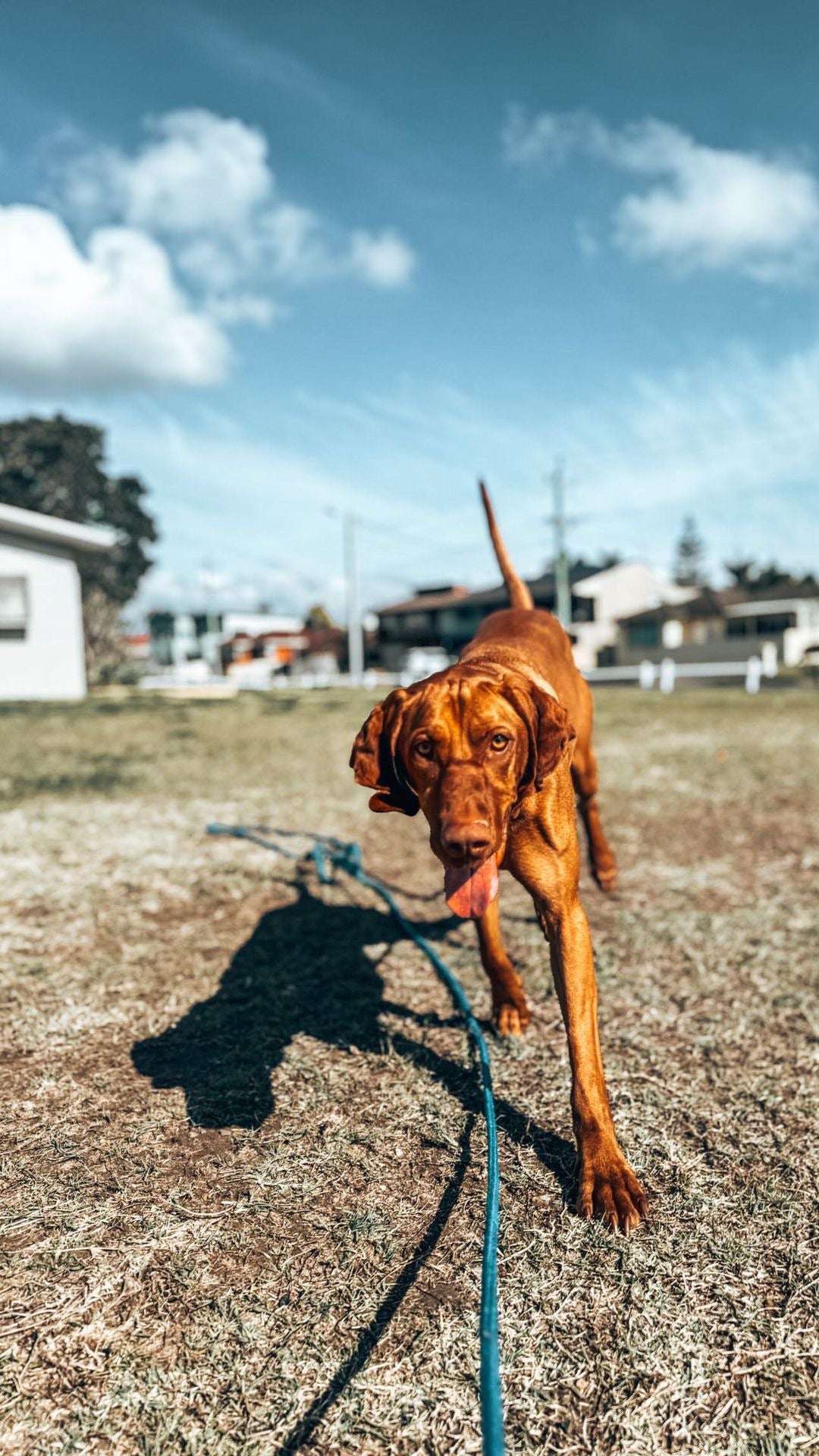 Loose Leash Walking Workshop