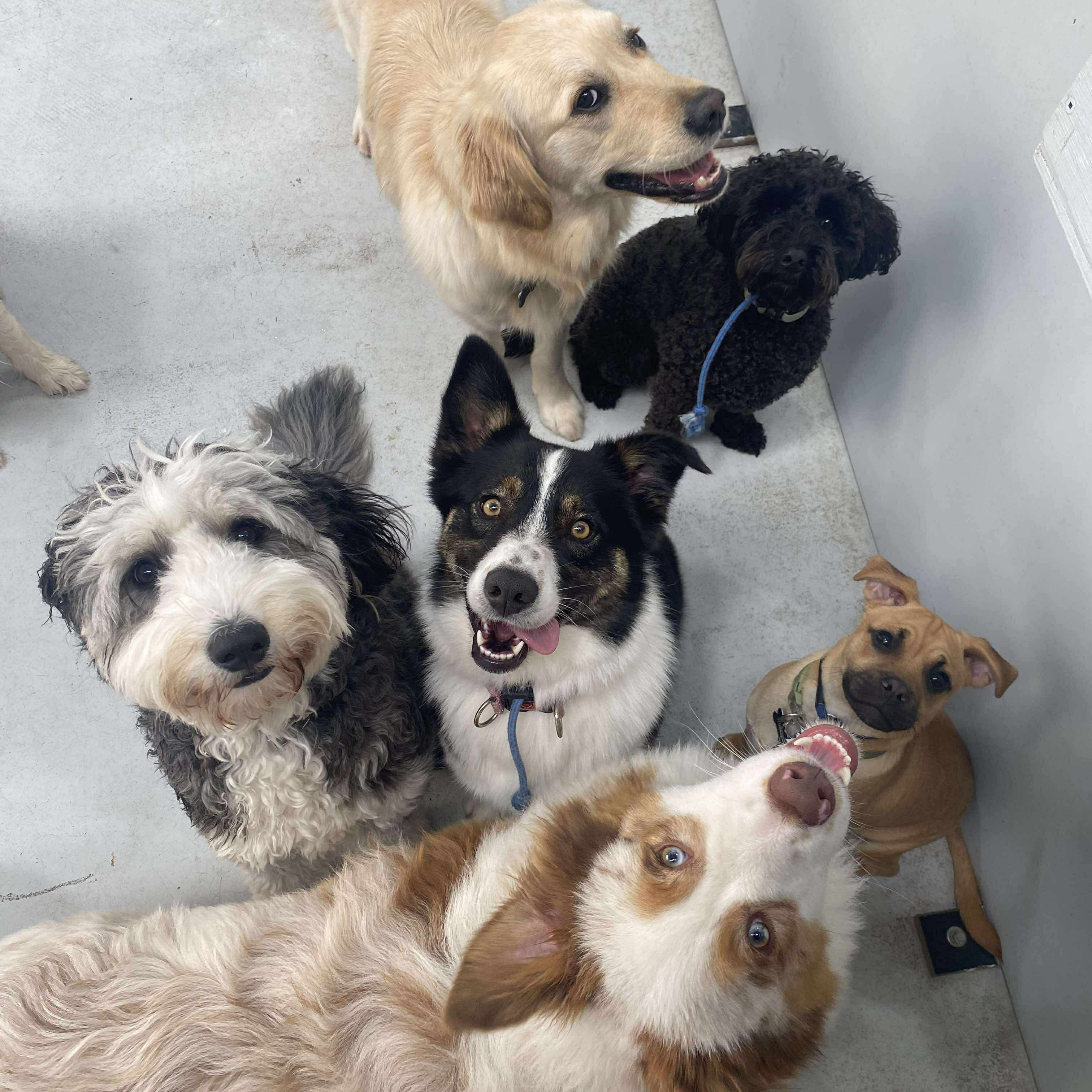 Group of dogs standing close together on a tiled floor.