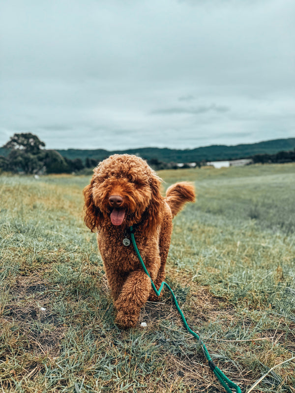 Dog walking calmly on a lead in a field