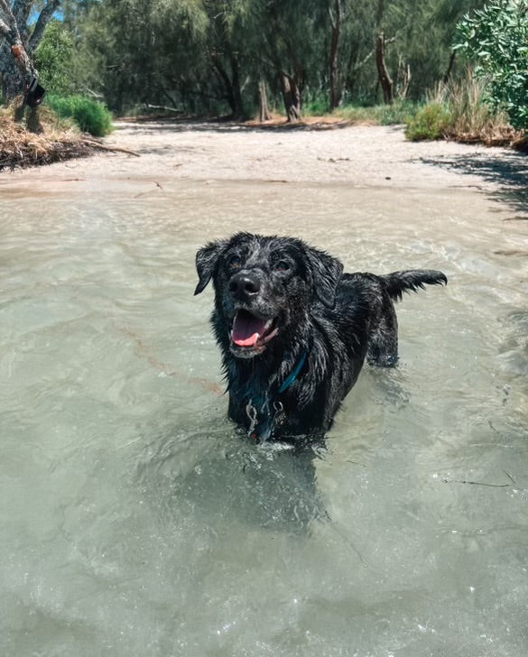 Dog cooling off in the water