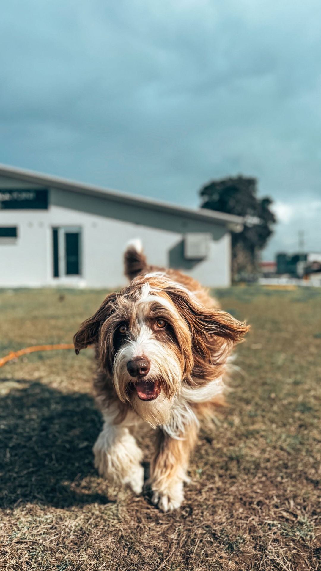 Loose Leash Walking Workshop