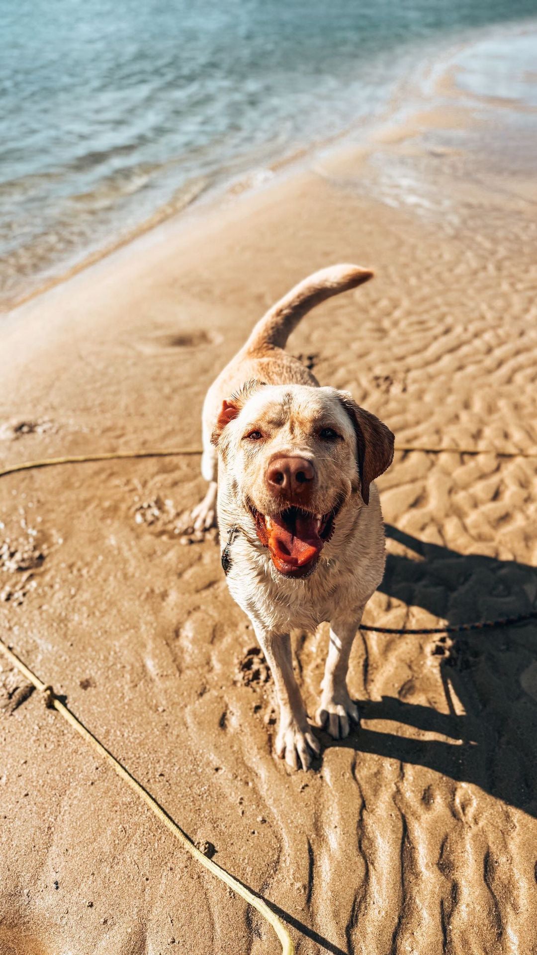 Loose Leash Walking Workshop