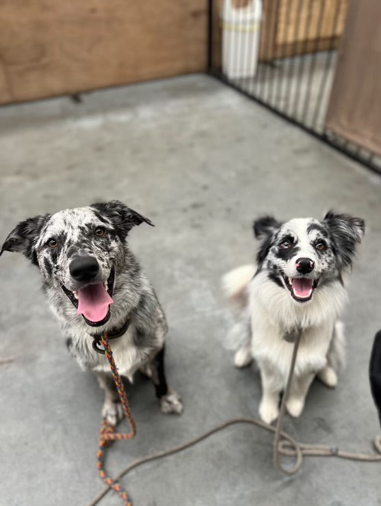 Two dogs sitting calmly side by side