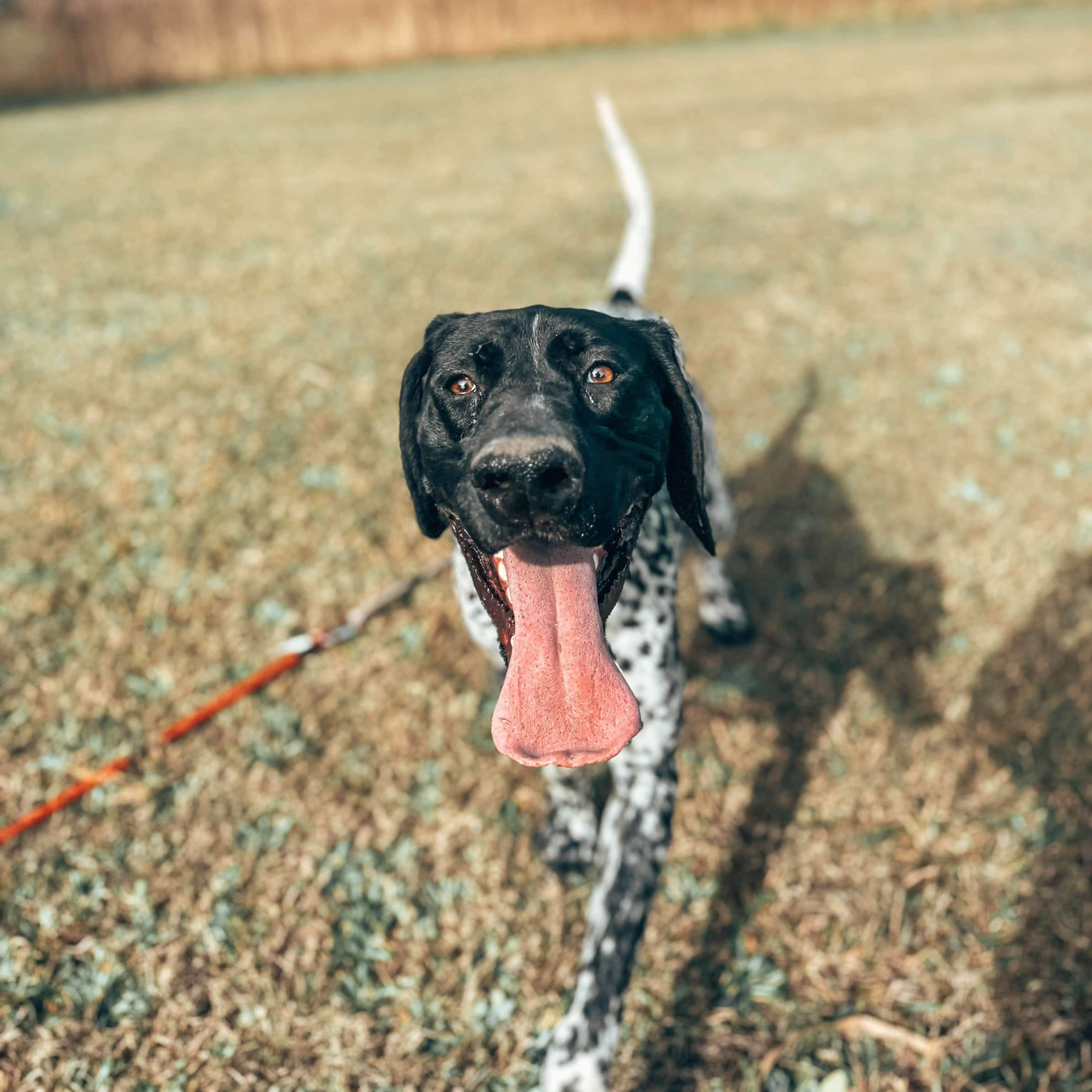 Loose Leash Walking Workshop