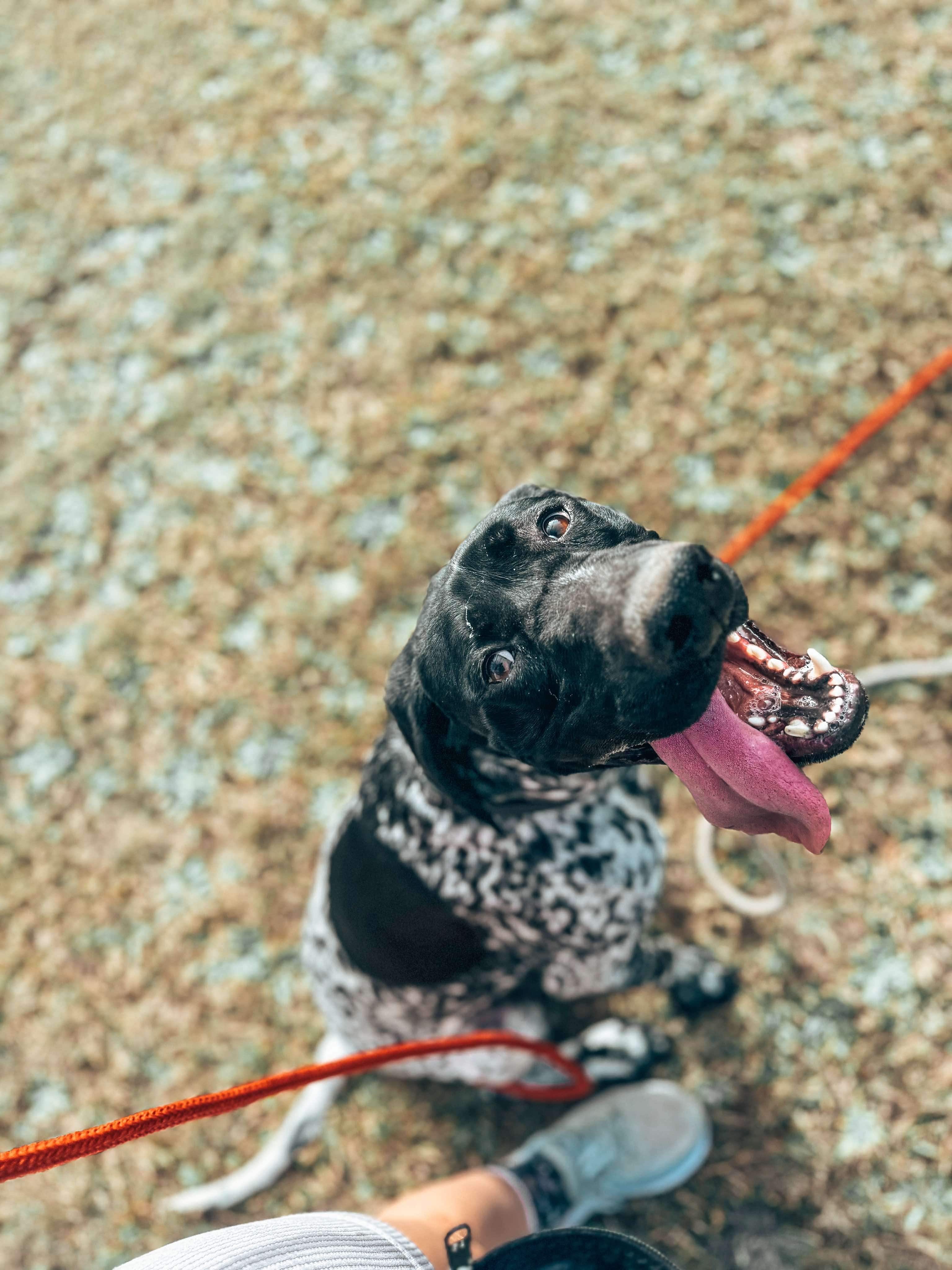 Loose Leash Walking Workshop