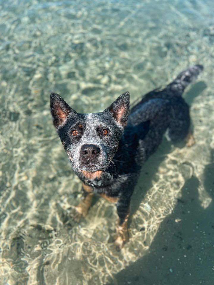 Pet Sitting Training Walkys Dog Training Academy