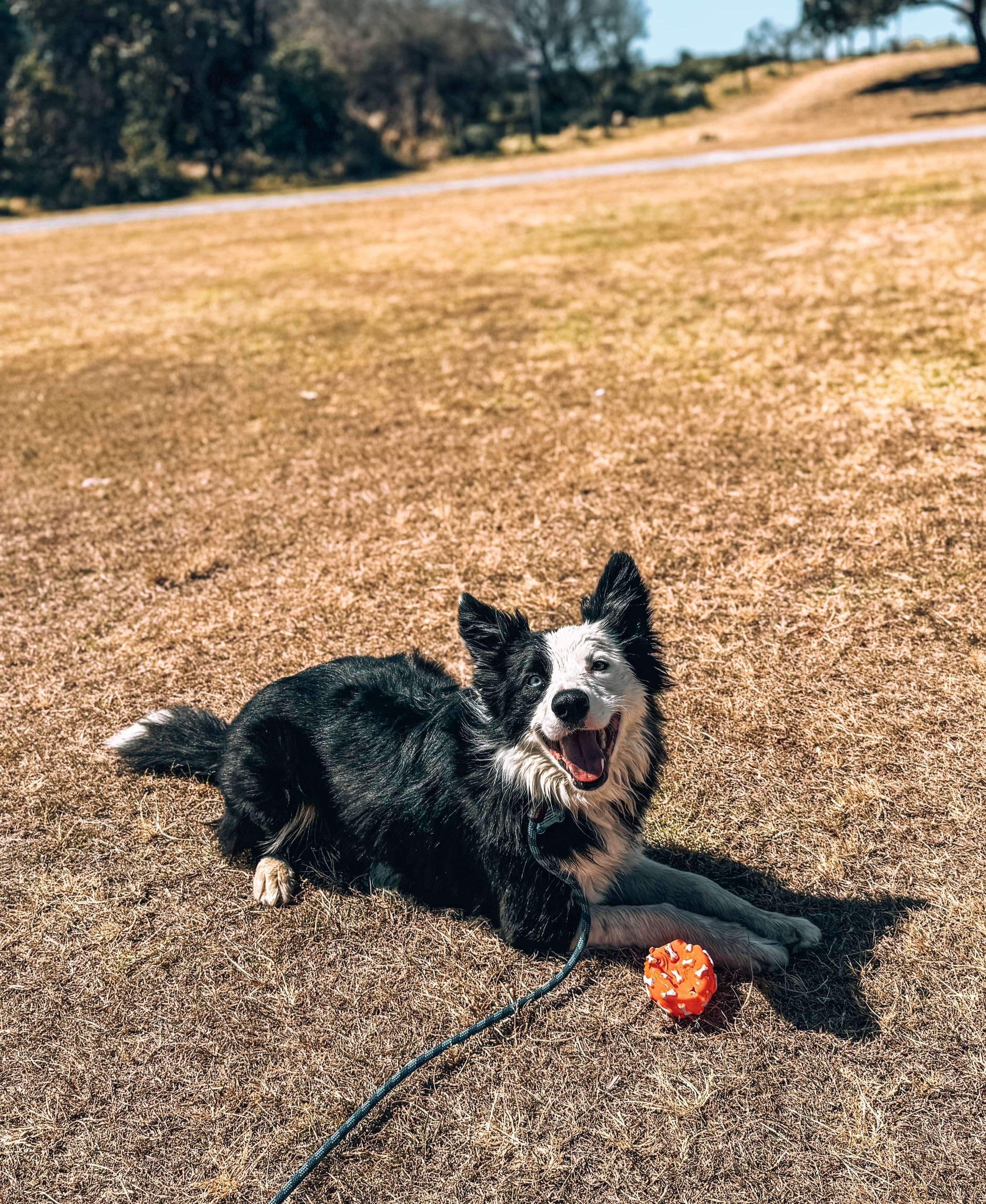 Adult Dog Training Class