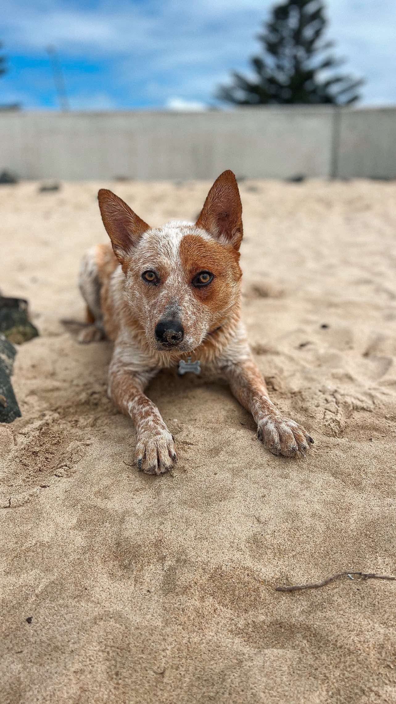 Pet Sitting Training Walkys Dog Training Academy