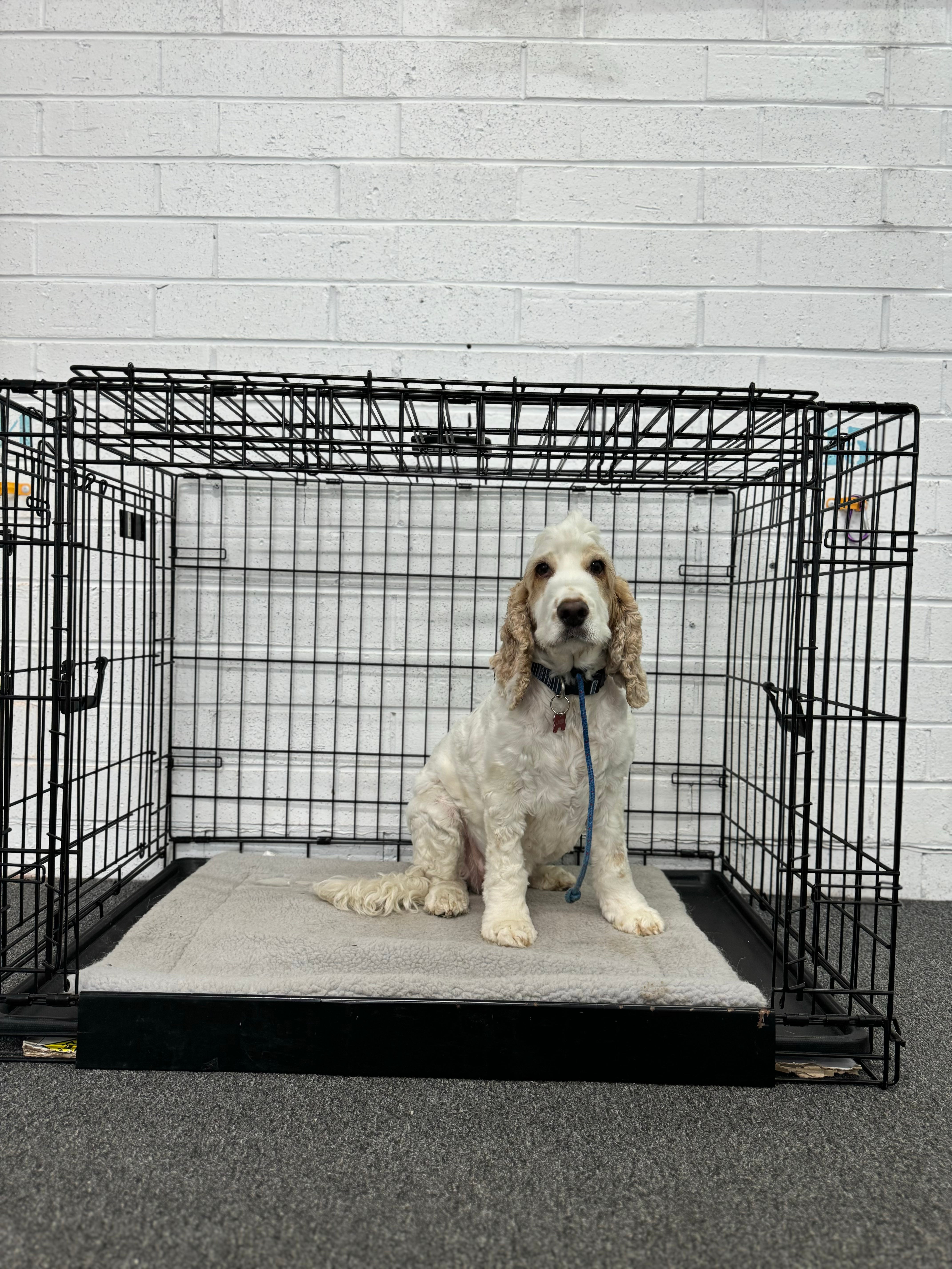 Crate Training Workshop