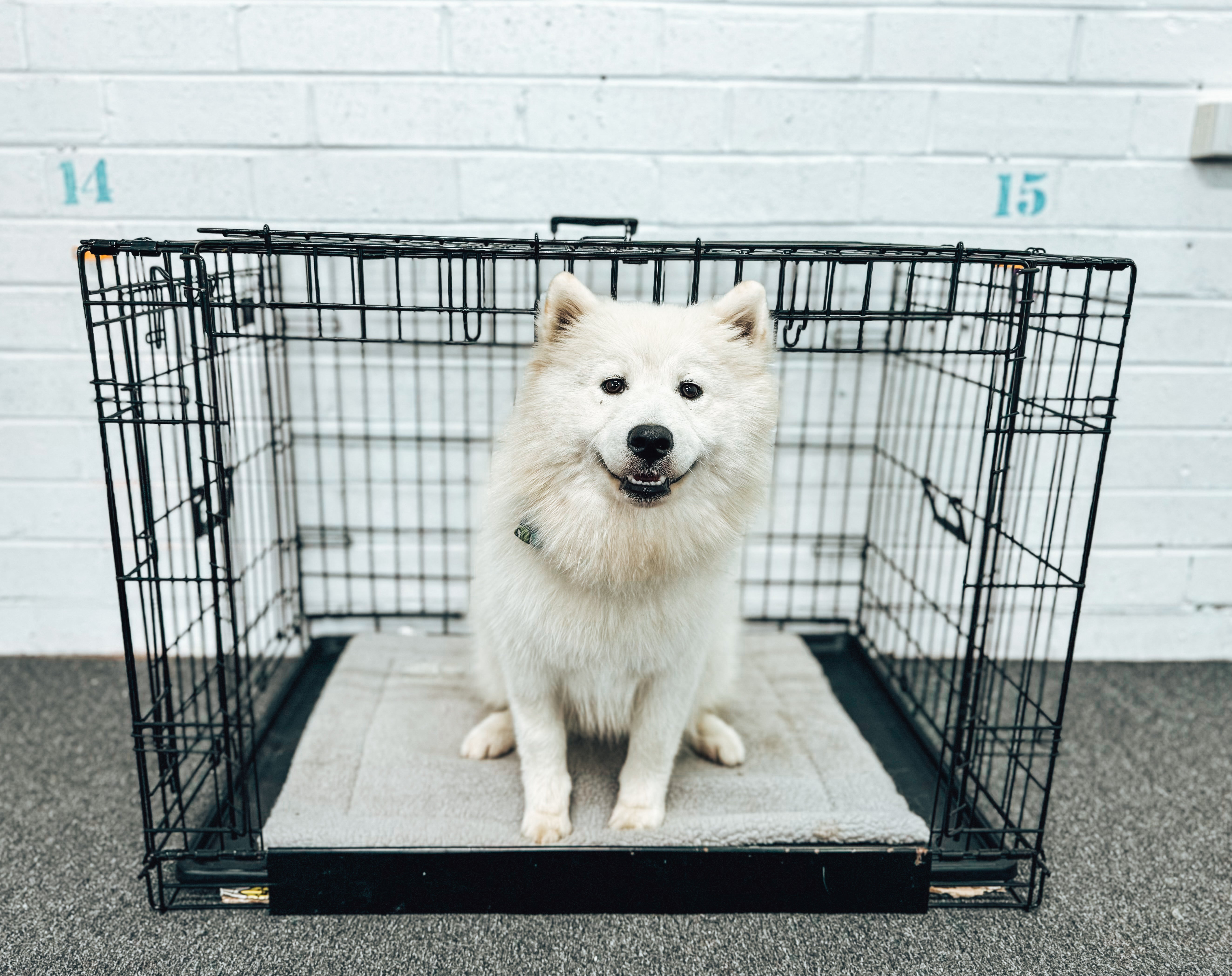 Crate Training Workshop