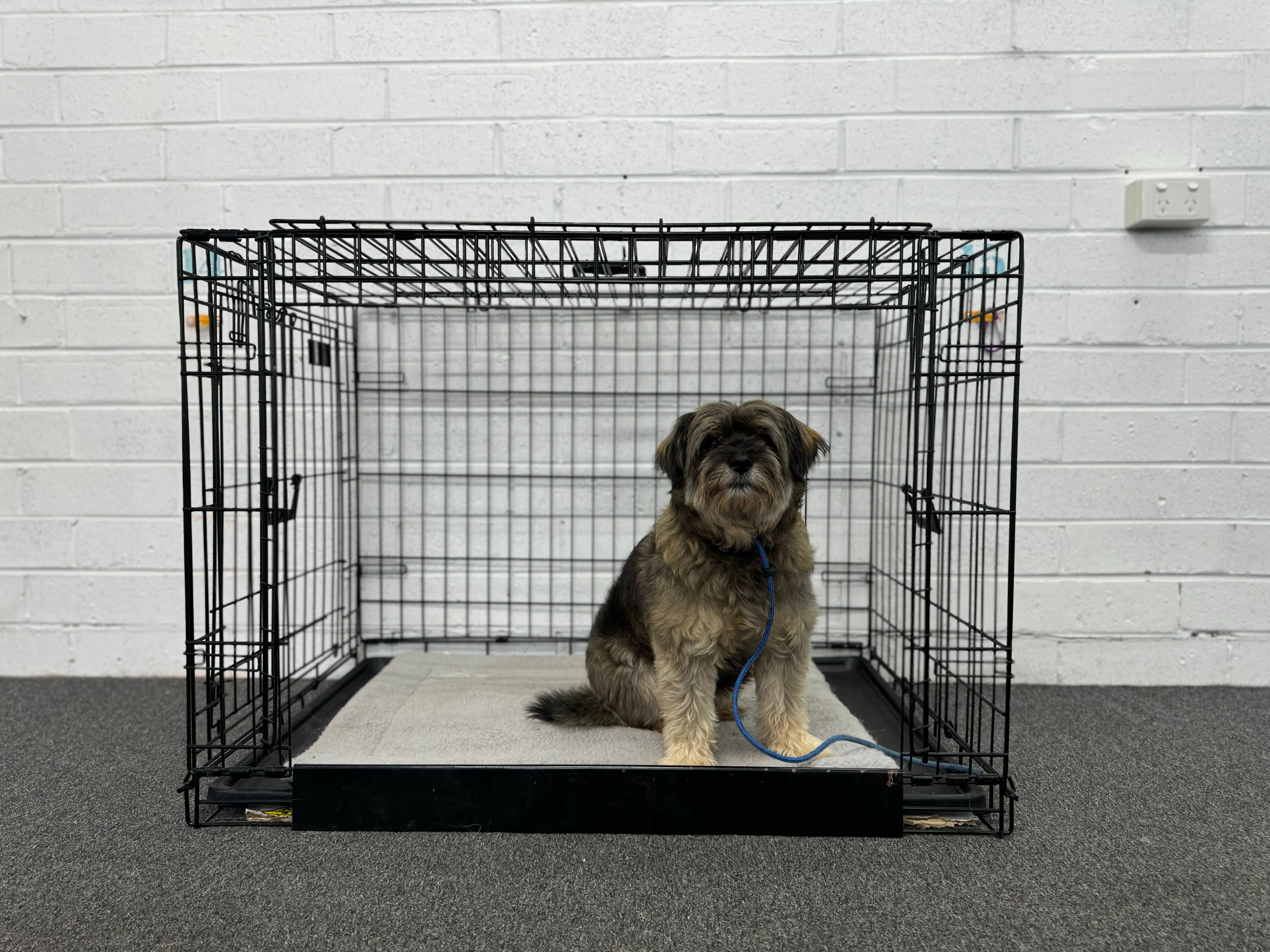 Crate Training Workshop