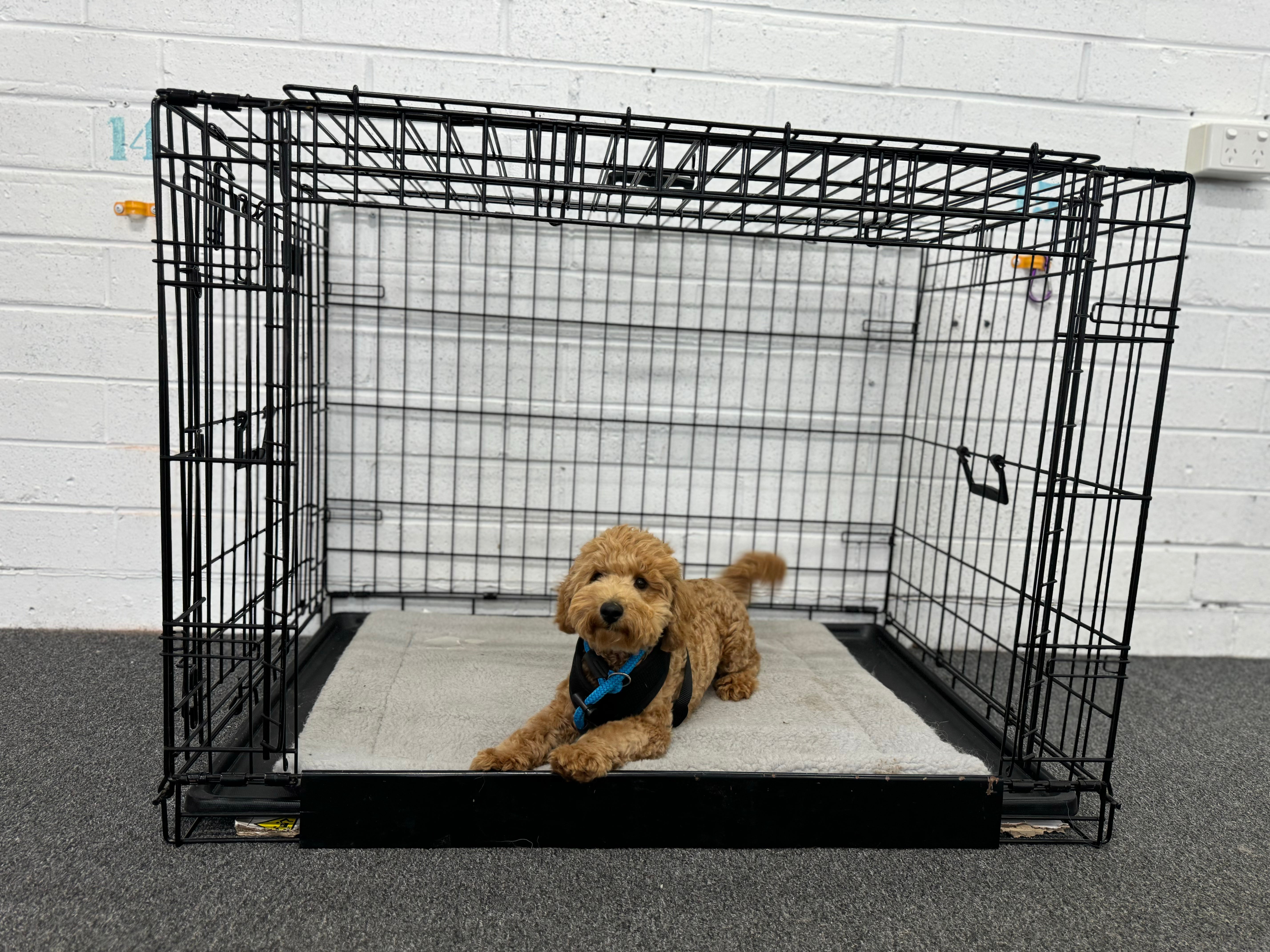 Crate Training Workshop