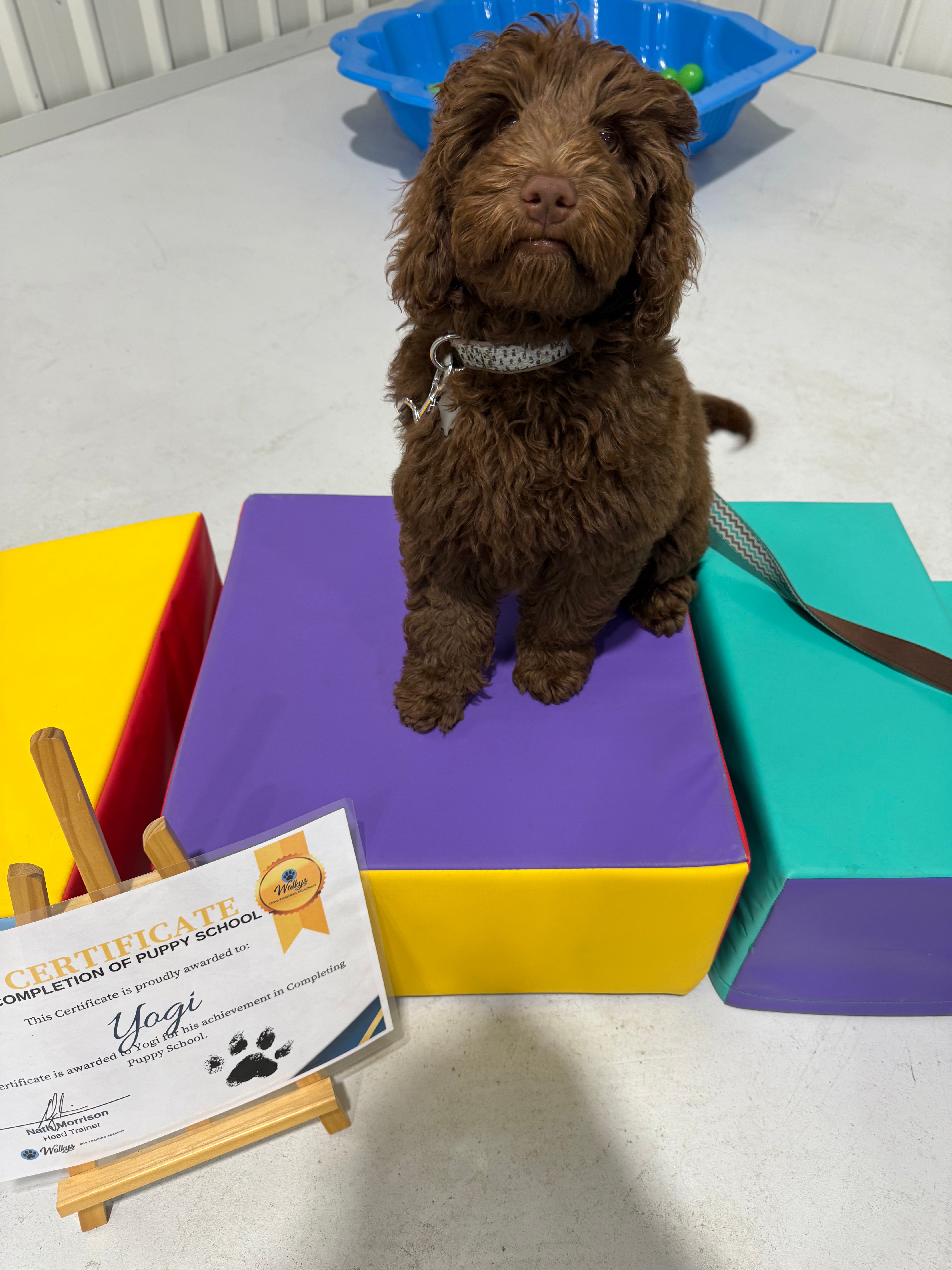 Puppy School