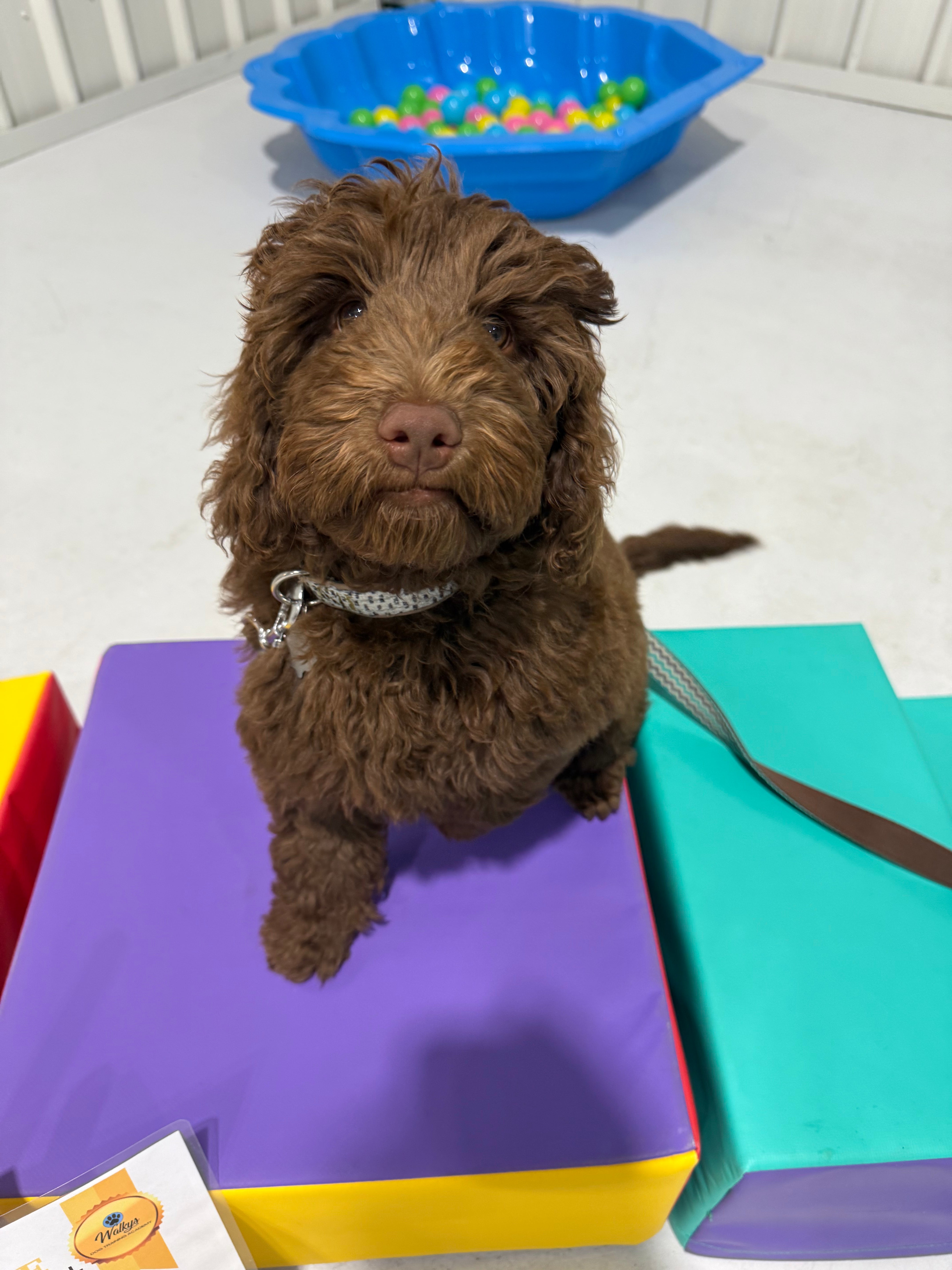 Puppy School