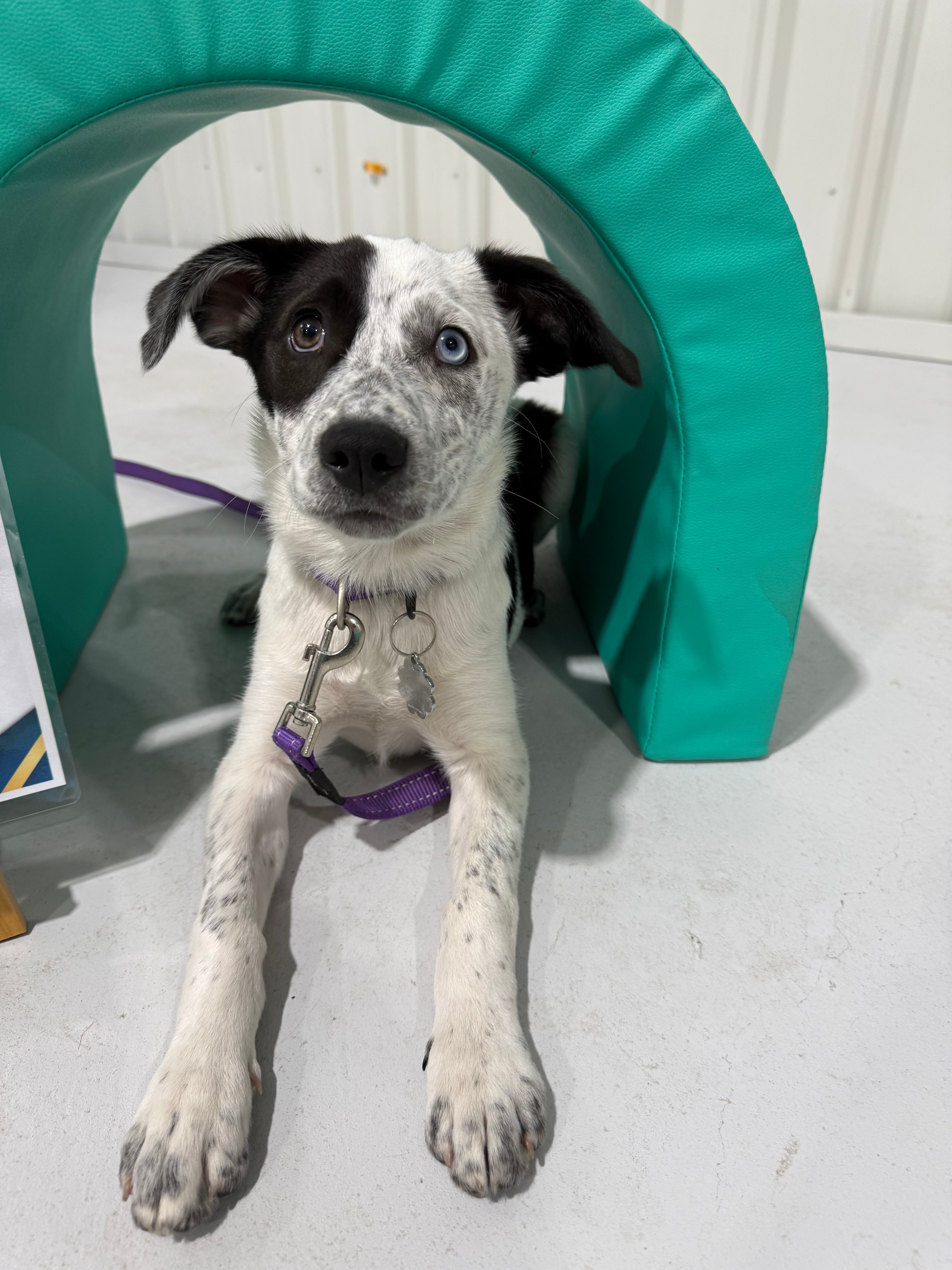 Puppy School
