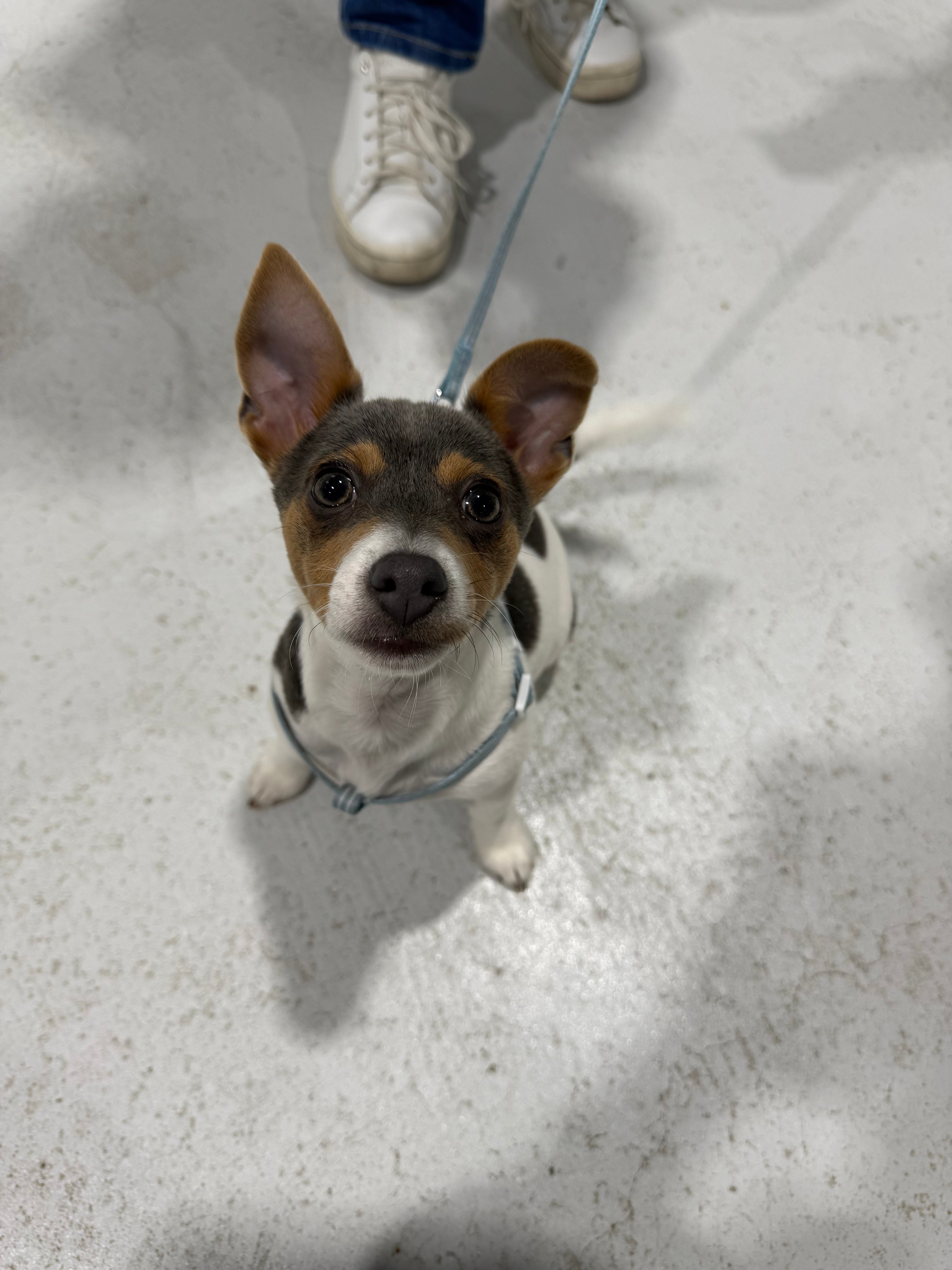 Puppy School