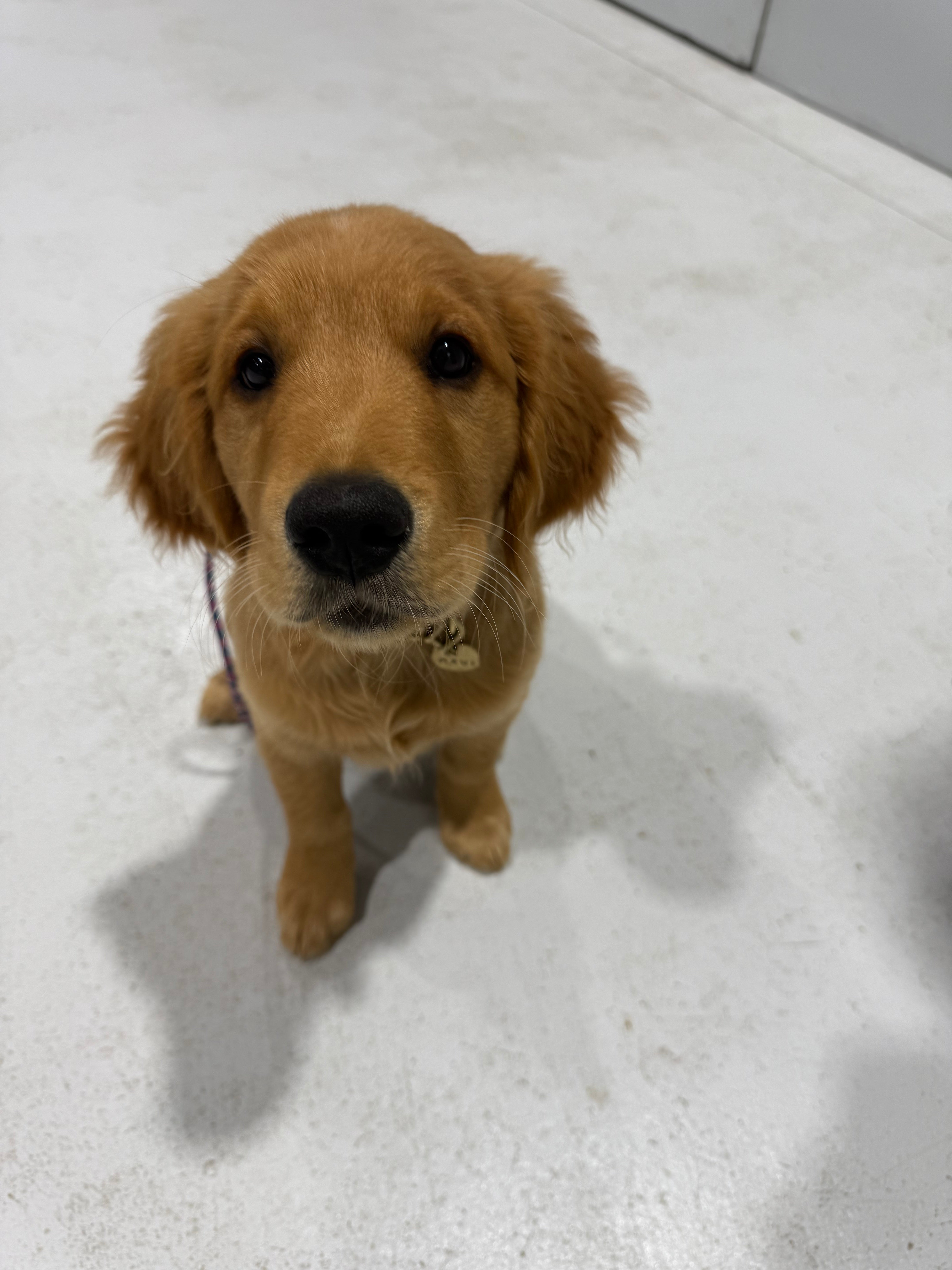 Puppy School