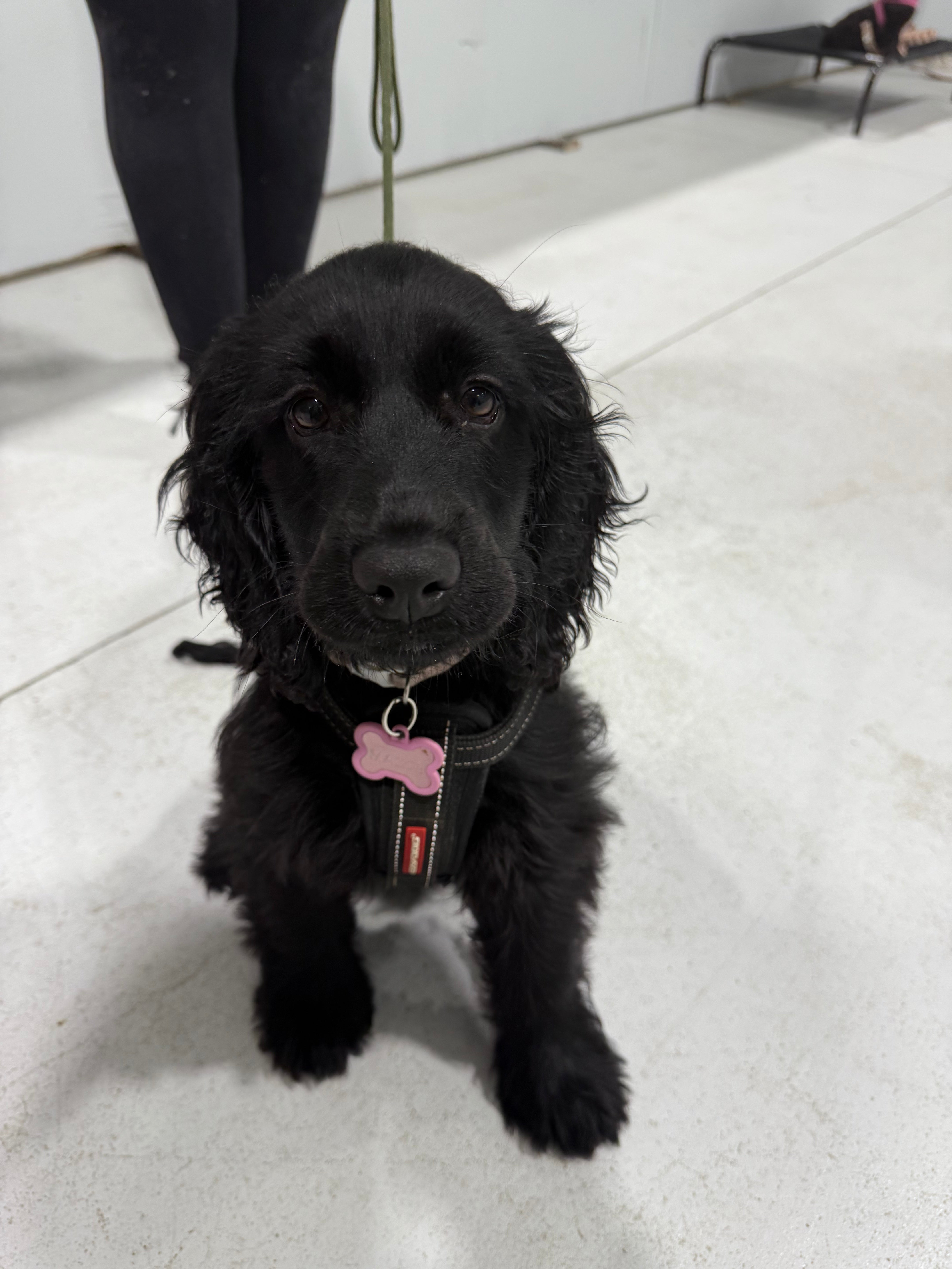 Puppy School