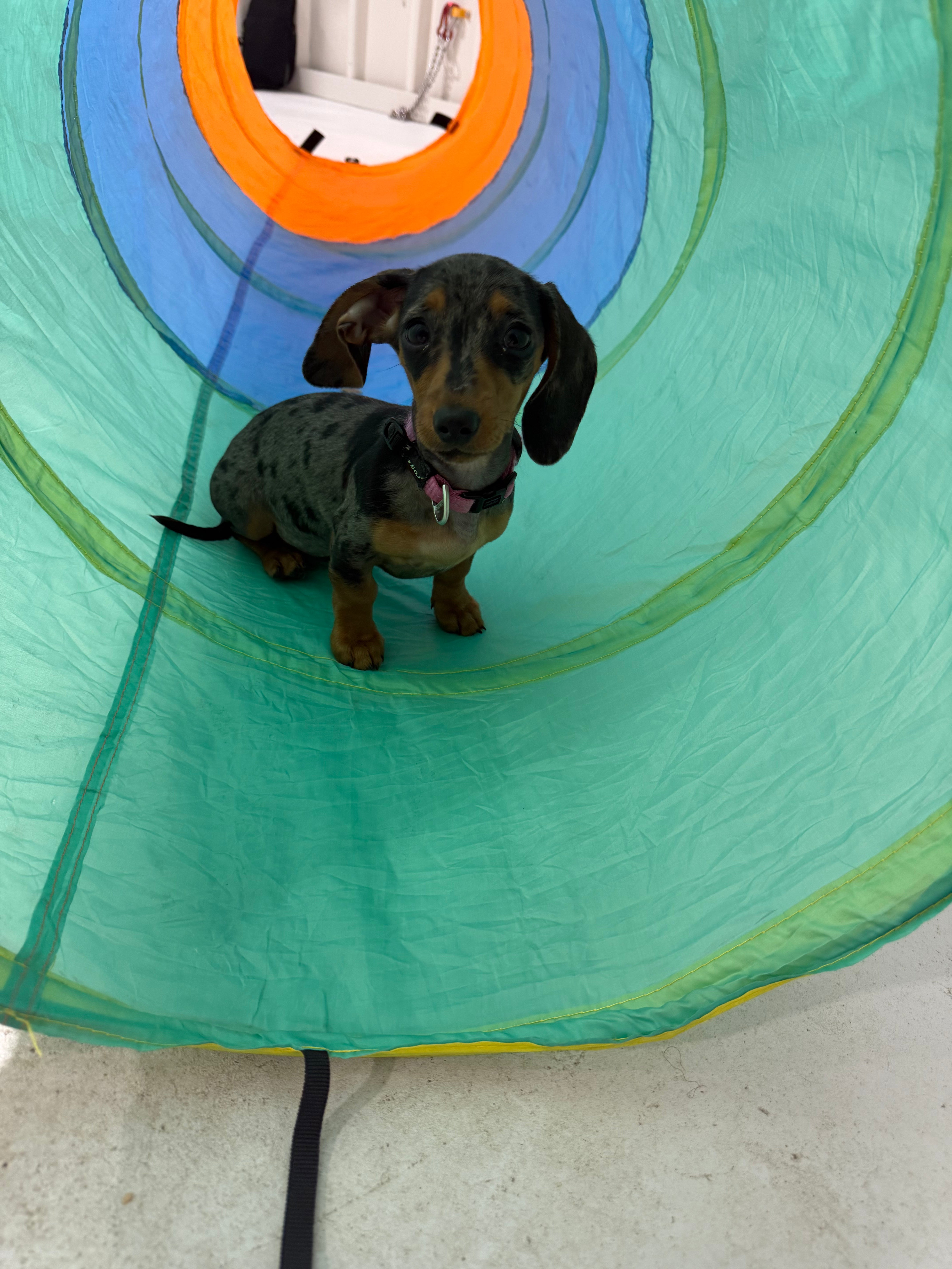 Puppy School