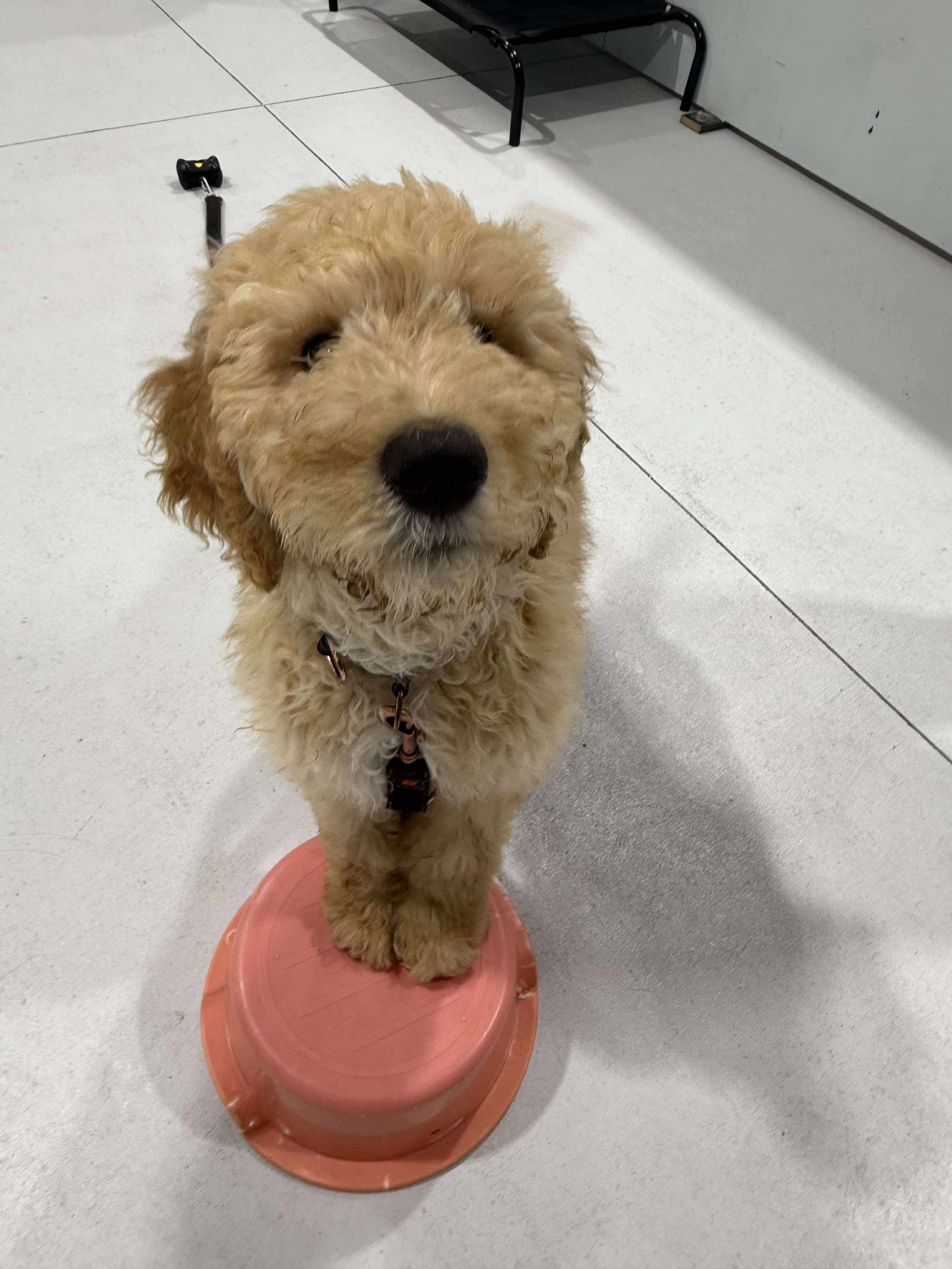 Puppy School