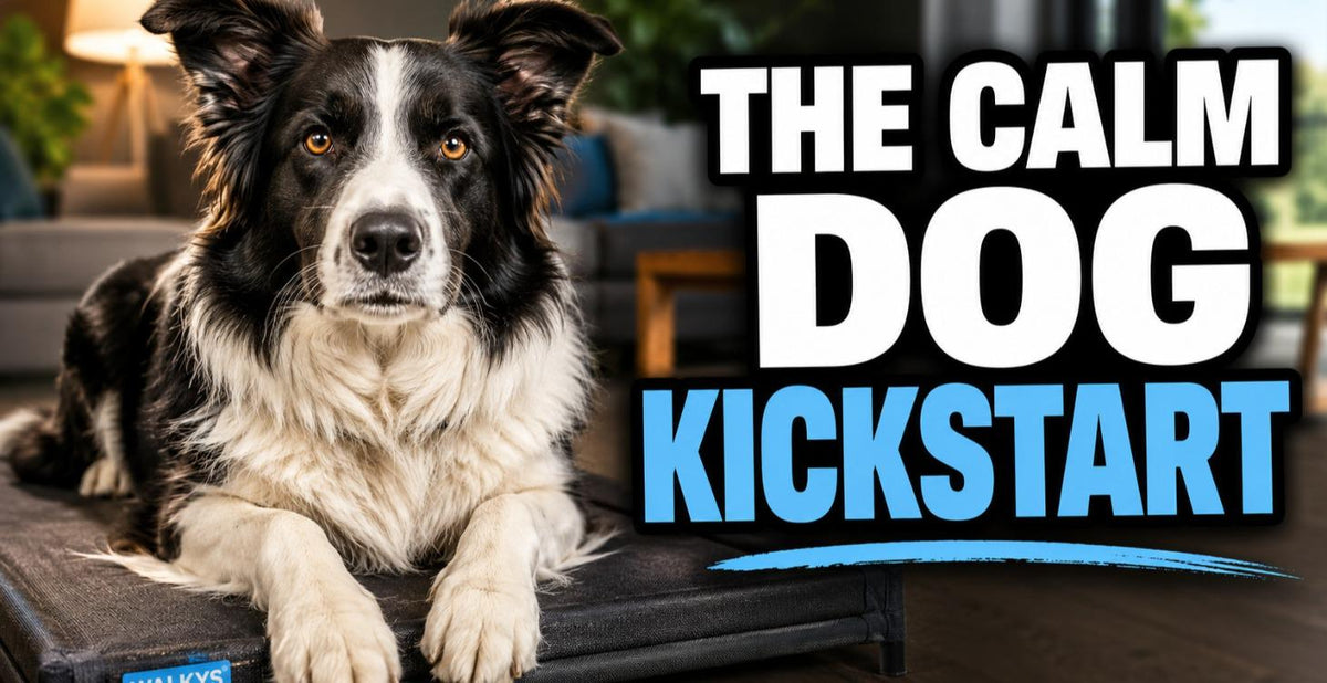 The Calm Dog Kickstart course cover