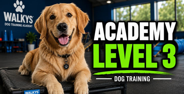 Academy Level 3