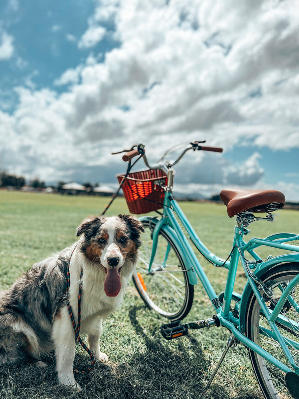 Dog sitting next to a bike in the park