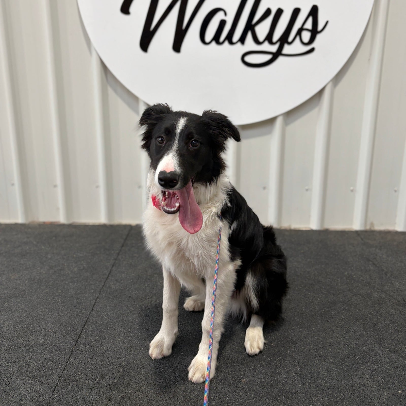 Dash, an 11-month-old Border Collie cross Poodle, sitting calmly on a loose lead at the Walkys academy