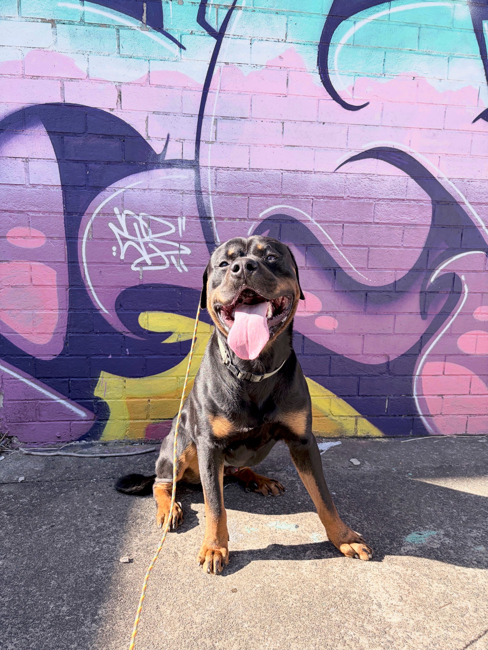 A young Rottweiler sitting calmly on a loose lead in front of a graffiti wall