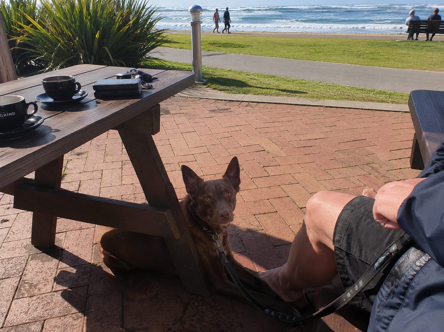 A kelpie settled under the table at a beachfront cafe